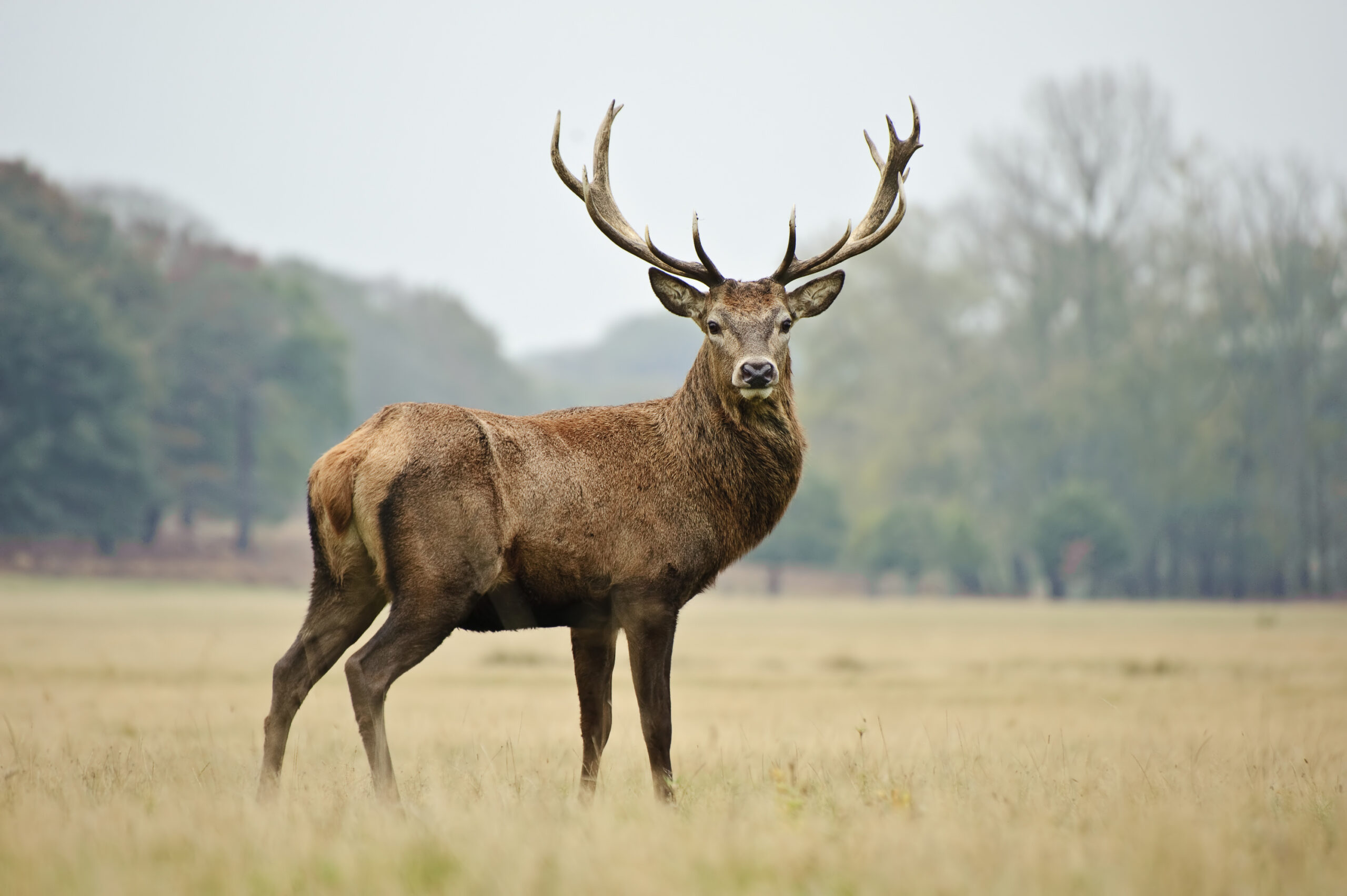 A majestic stag stands alert in a grassy field with trees in the background.