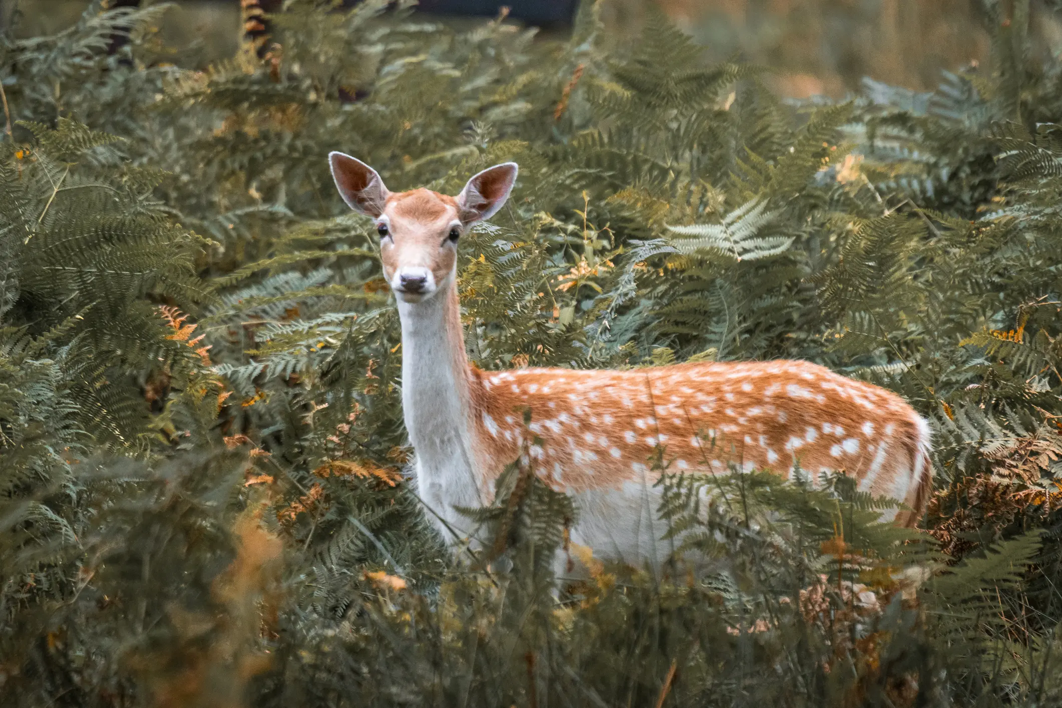 A young deer with white spots stands in dense greenery.
