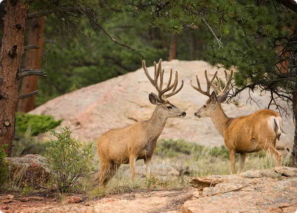 Two elk with large antlers standing on a dirt path in a natural setting.
