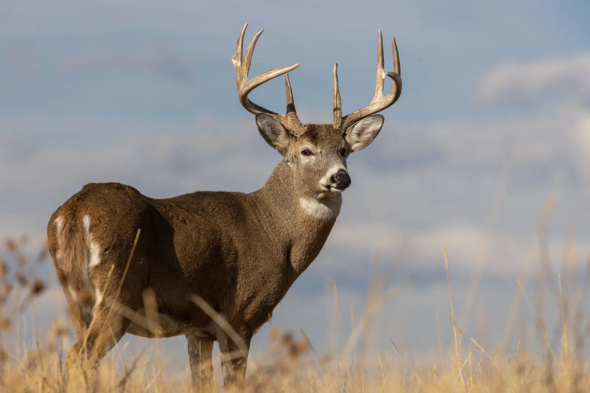 A majestic buck with large antlers in a grassy field under a clear sky.