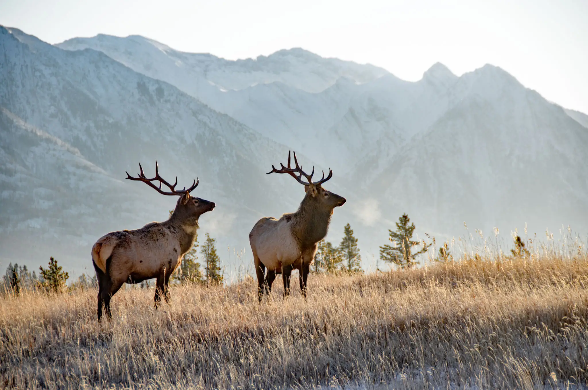 Two elk with large antlers standing in a mountain meadow.
