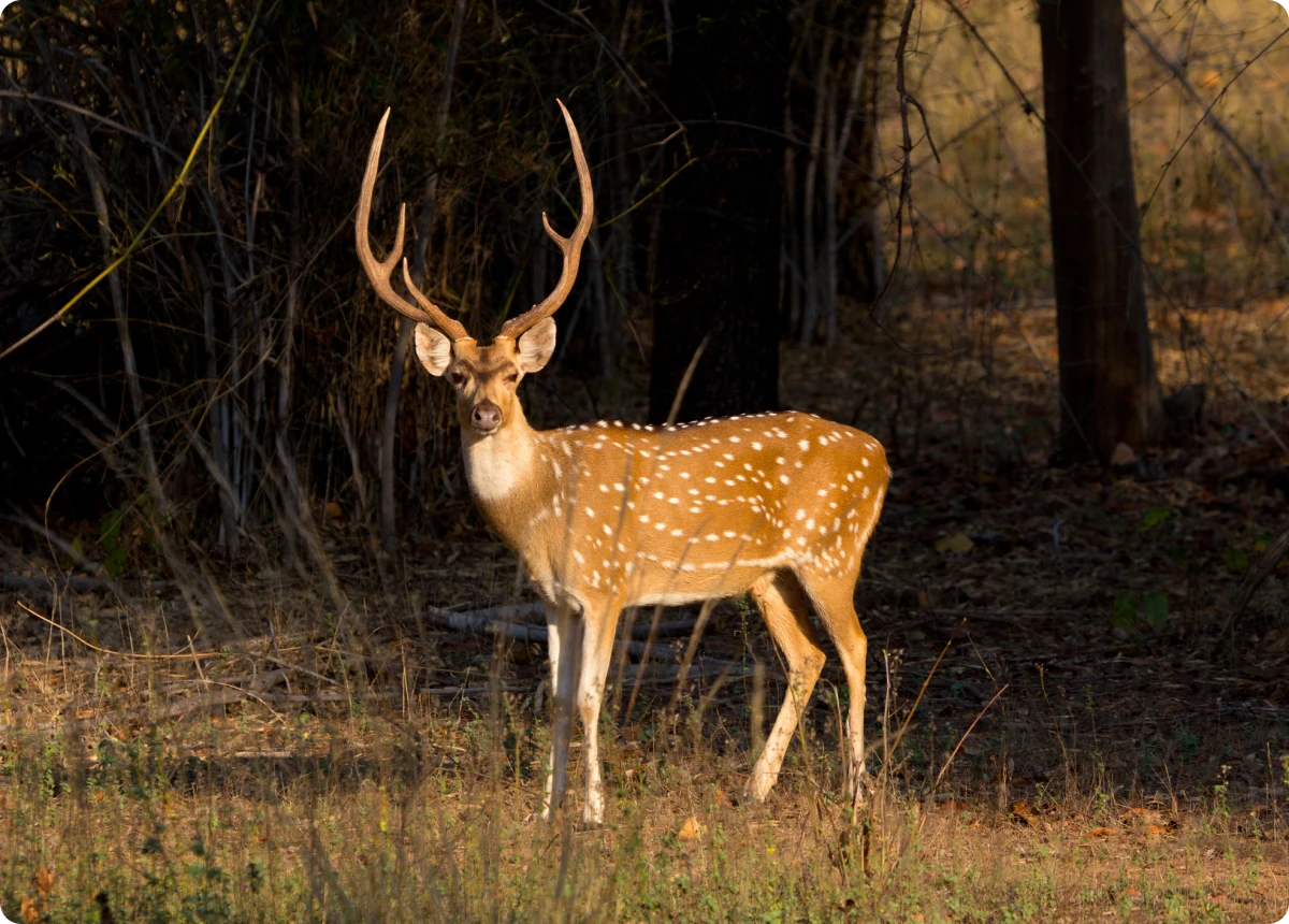 A spotted deer standing alert in a forest clearing.