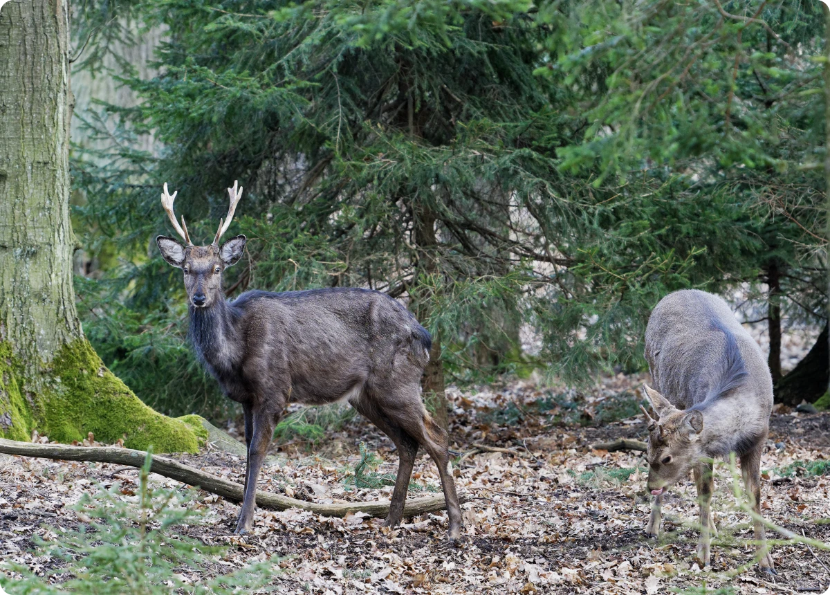 Two deer in a forest with moss-covered trees.
