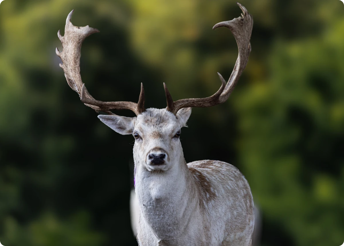 A majestic white deer with large antlers in a natural setting.