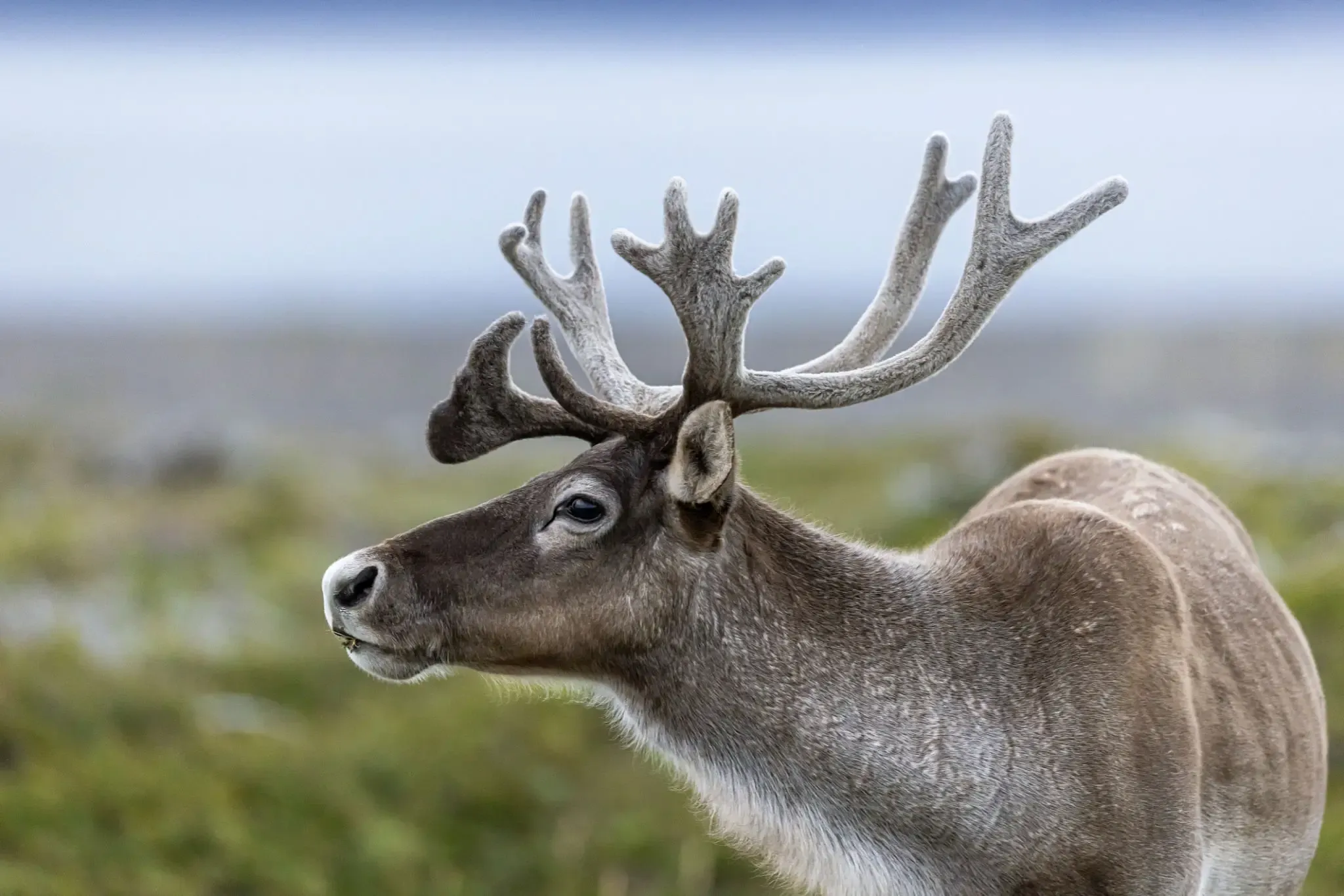 Close-up of a reindeer with large antlers in a natural setting.