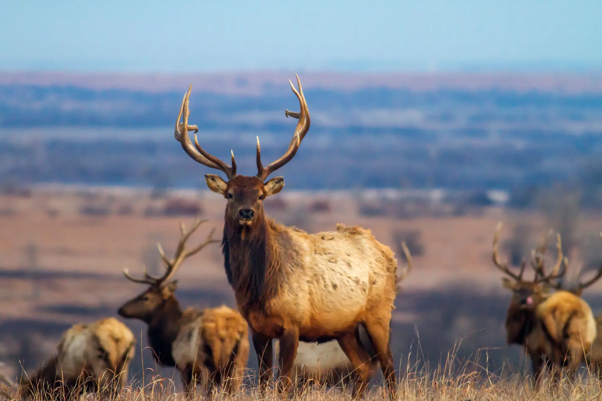 A majestic elk with large antlers in a grassy field.