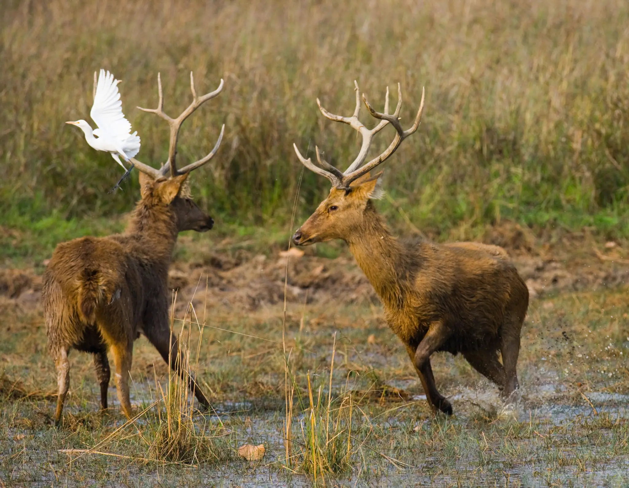Two male deer with antlers standing in a grassy field, one with a white bird perched on its antler.