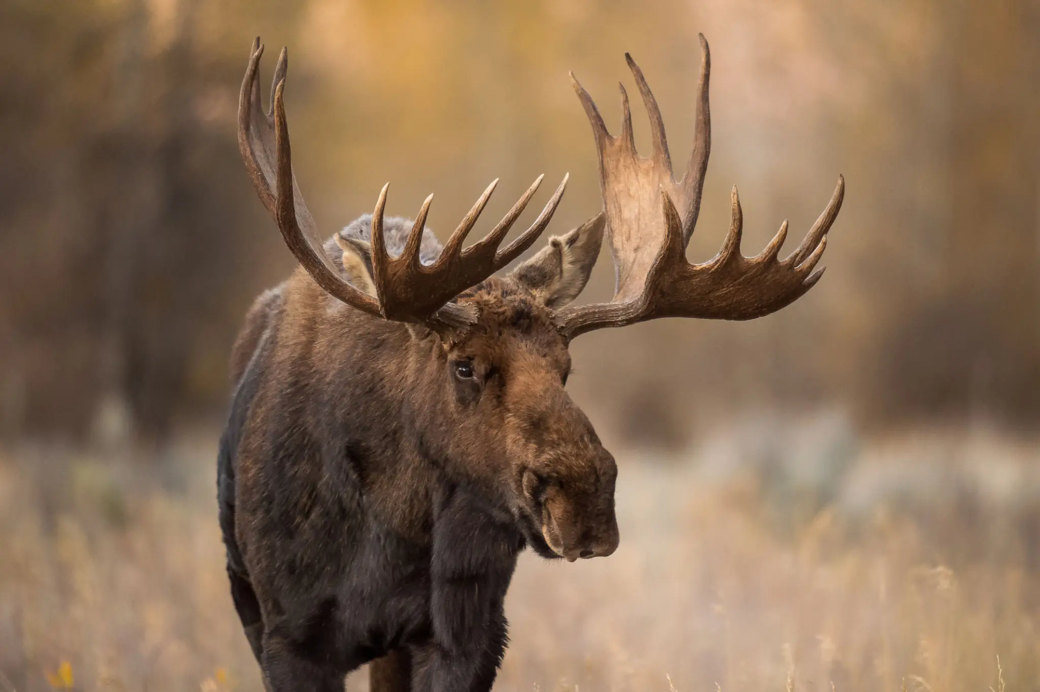 A majestic bull moose with large antlers in a natural setting.