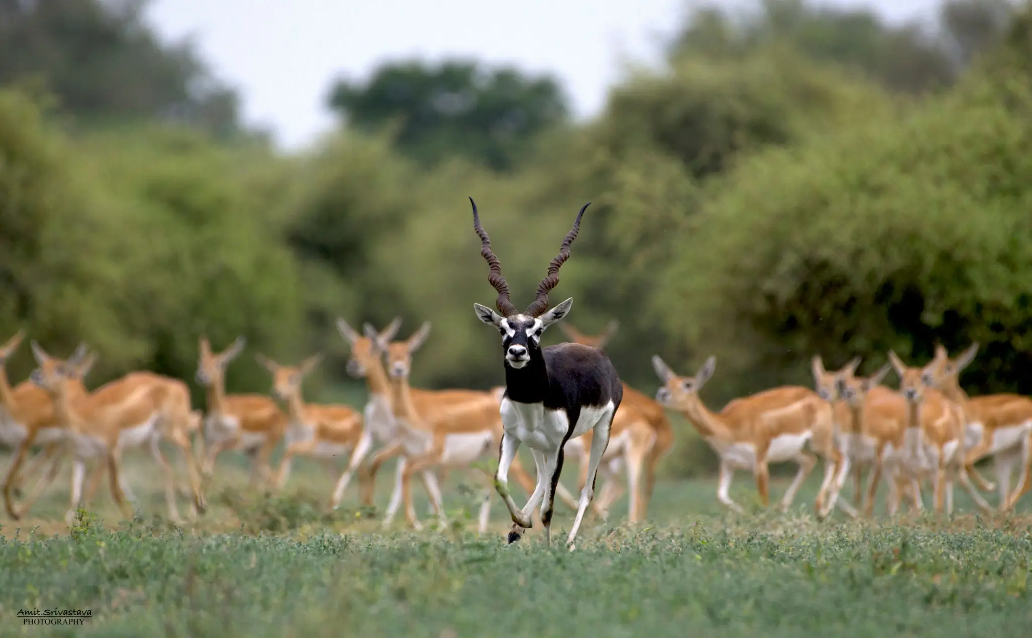 A black buck with large antlers walking in grassy terrain surrounded by deer.