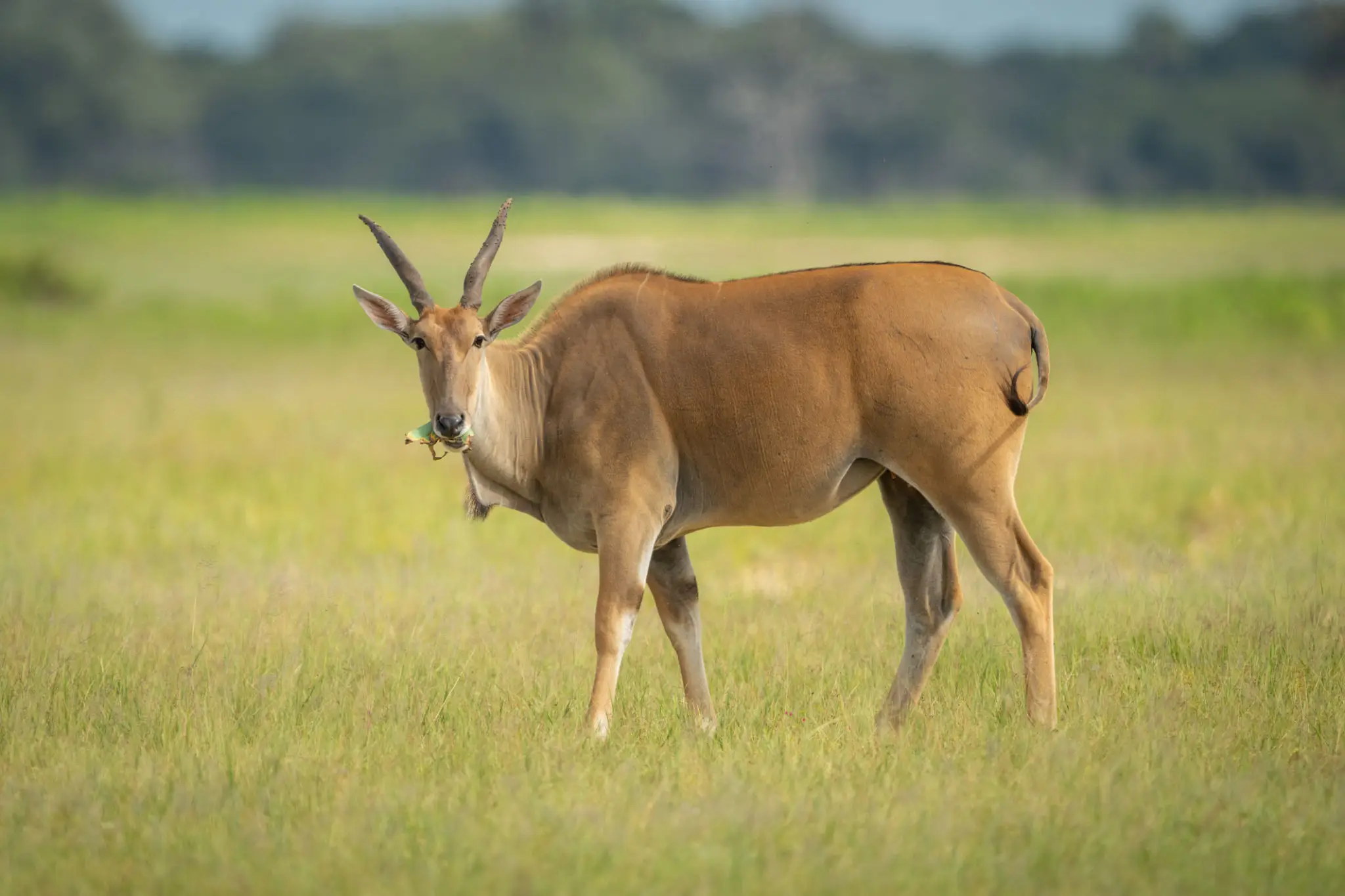 A large antelope with curved horns standing in a grassy field.
