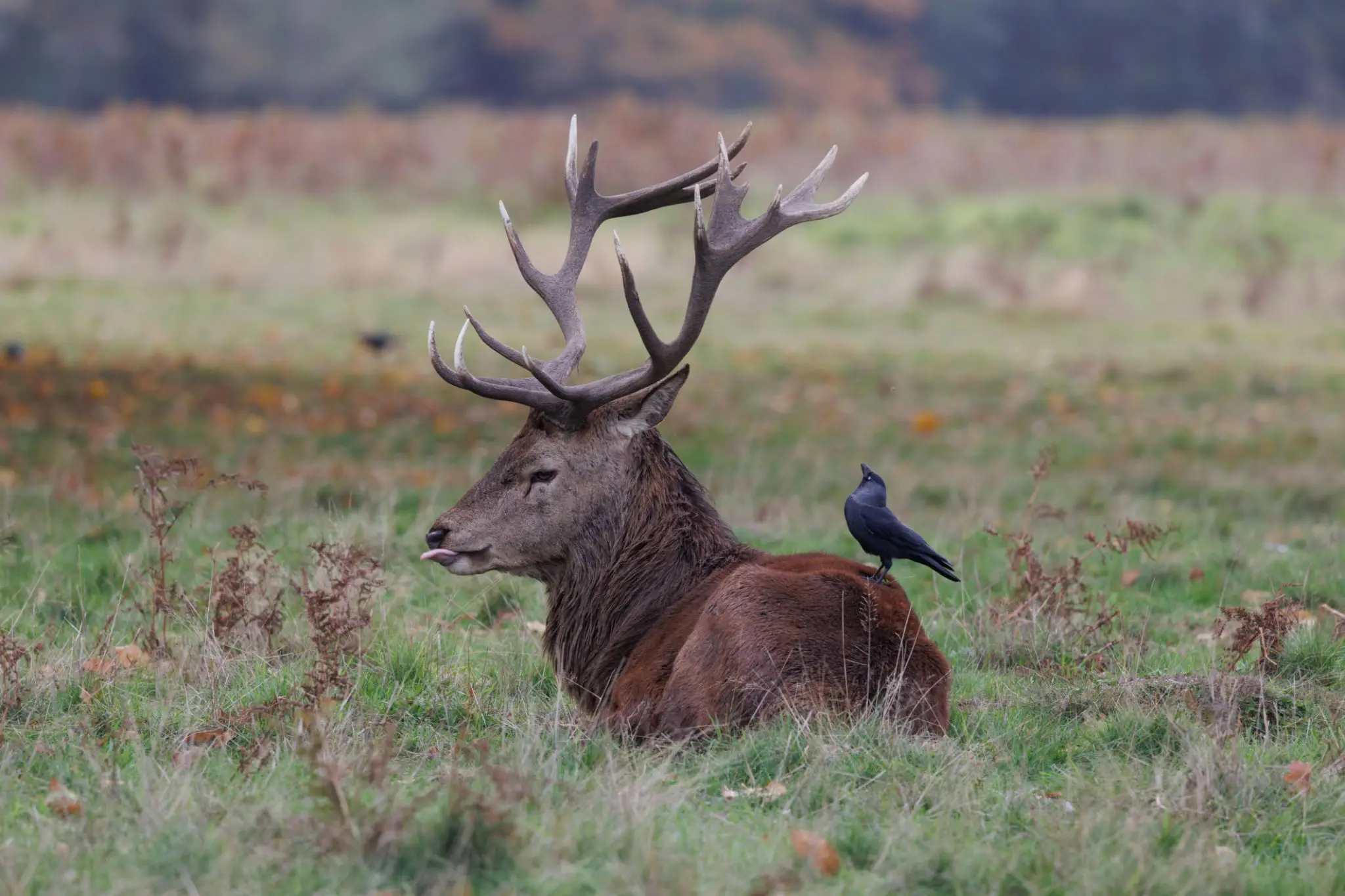 A resting stag with large antlers and a bird perched on its back.
