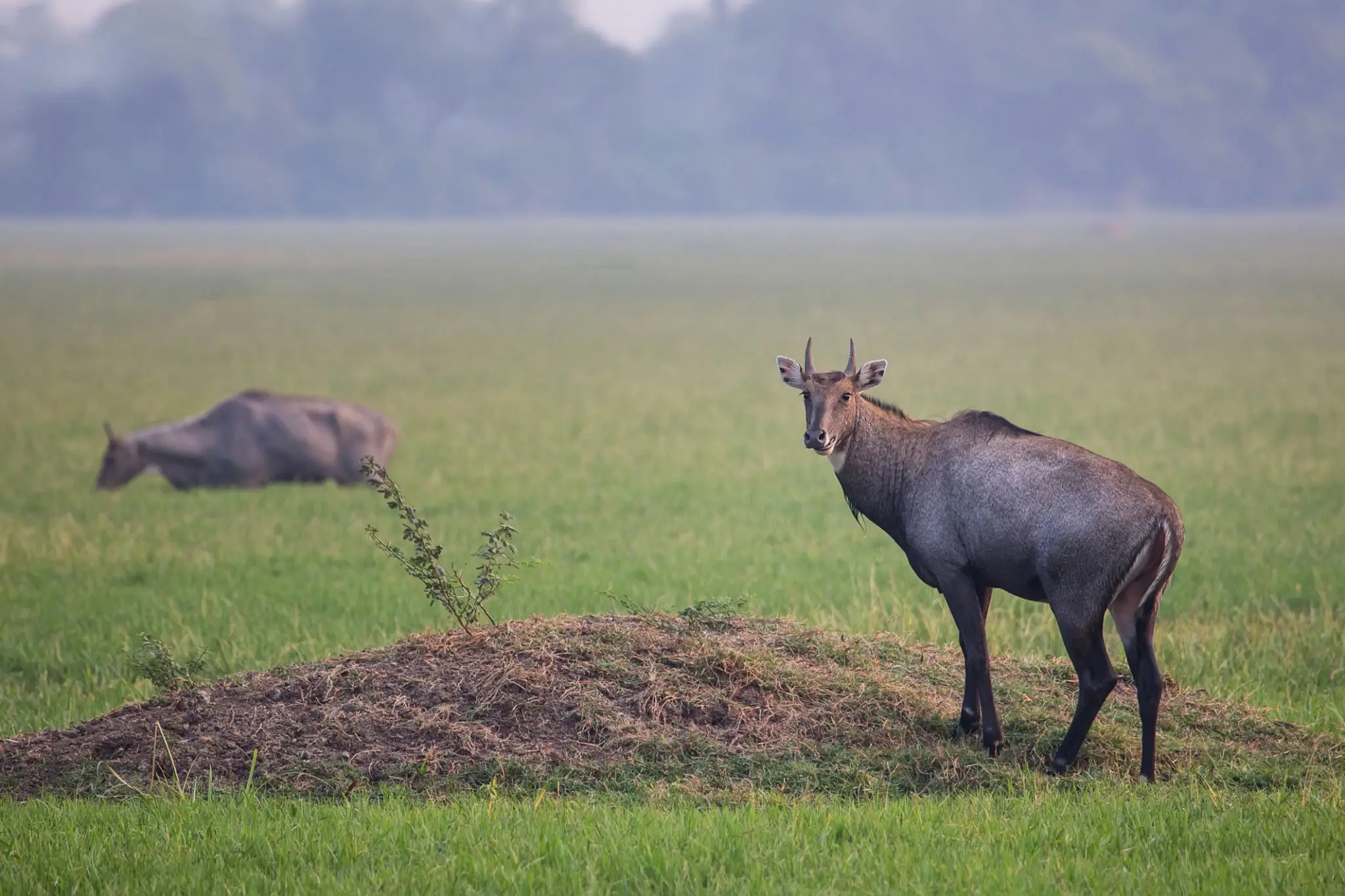A moose standing in a grassy field looking at a buffalo in the distance.