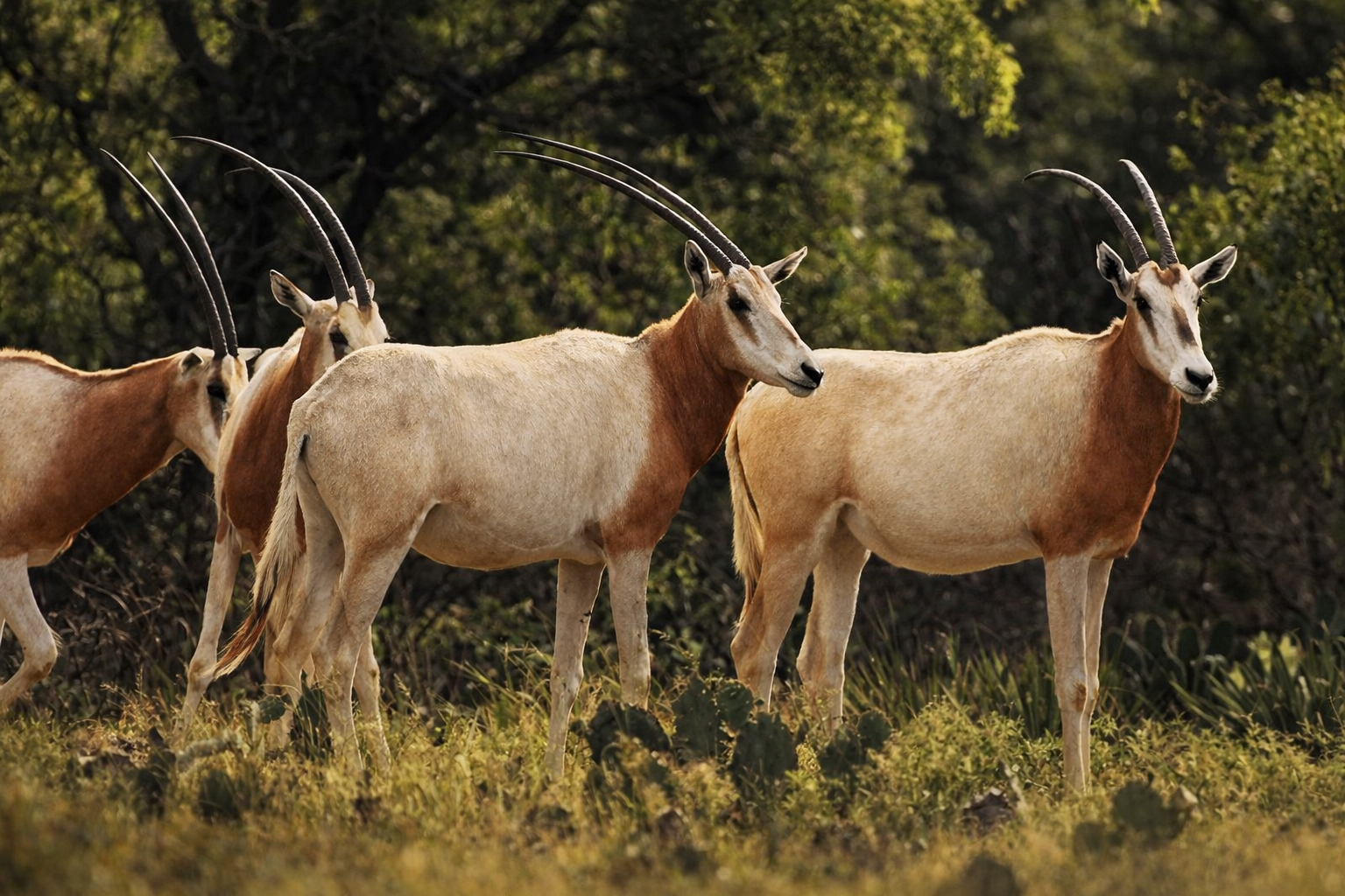 A group of scimitar-horned oryxes standing in a grassy area with trees.