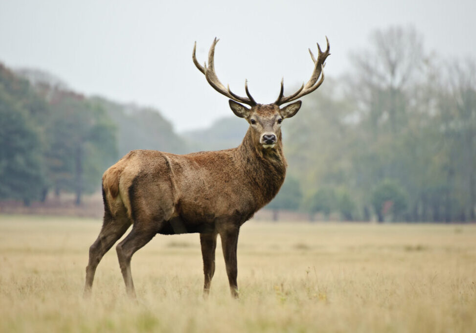 A majestic stag stands alert in a grassy field with trees in the background.